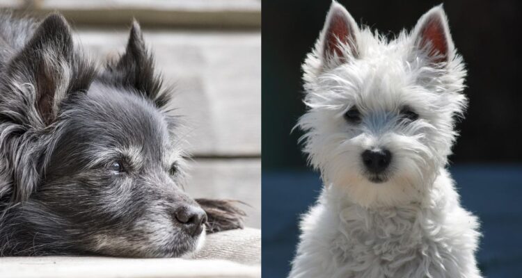 Cómo calcular edad humana de perros según sus años