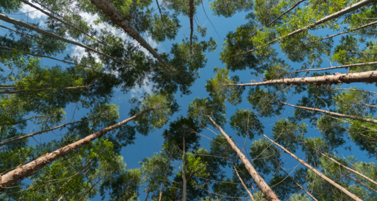 Primer Bosque Iluminado