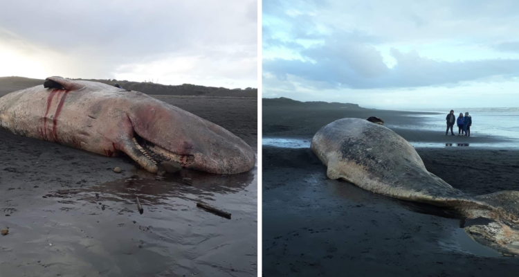 Encuentran a ballena muerta en playa de Saavedra: Sernapesca recomendó no acercarse al animal