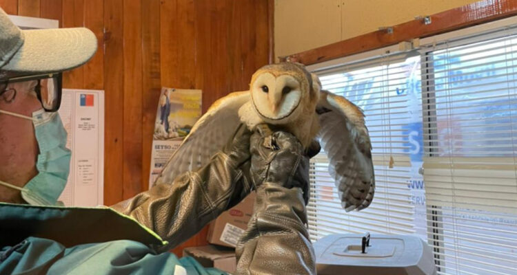 Lechuza encontrada en el proyecto MAPA de ARAUCO