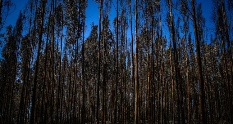Fraude por $5 mil millones: Corte rechaza pruebas y deja sin cautelares a ejecutivo forestal