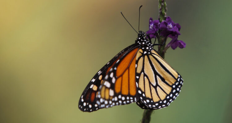 mariposa-monarca