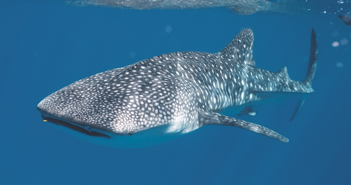 tiburón-ballena