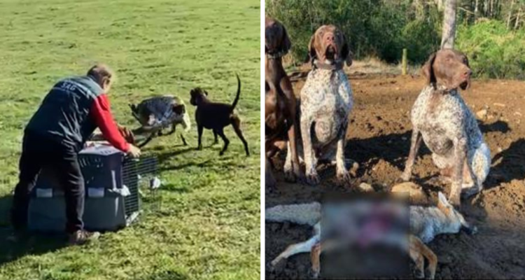 querella funcionario SAG perro