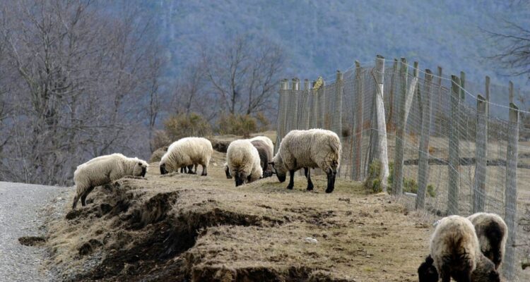 fundo Alto Bío Bío