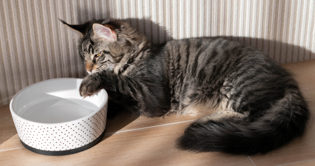 Gato saludable