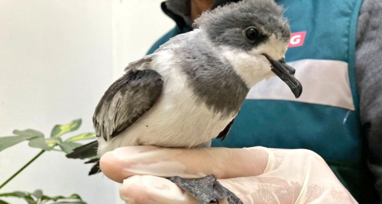 golondrina de mar de collar