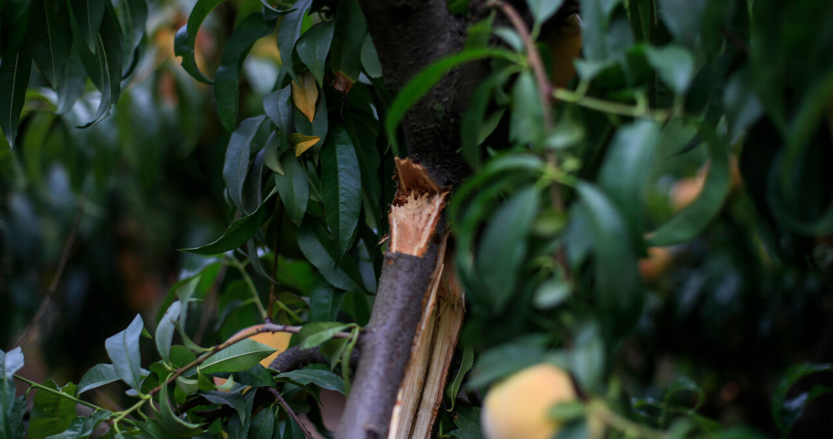 Hombre muere tras caer un arbol que talaba en predio de Forestal MInico