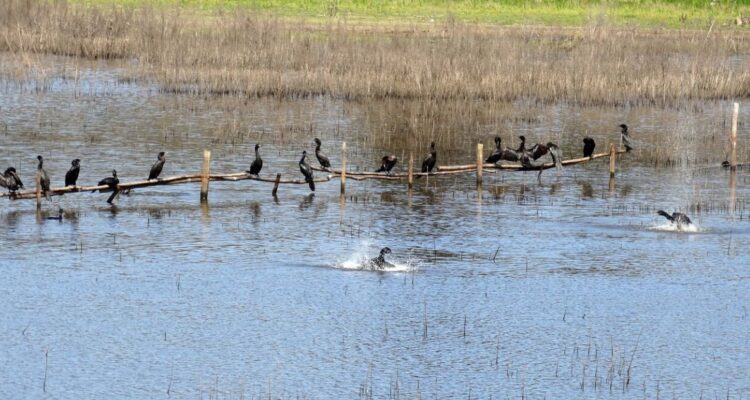 humedal Vegas de Chivilcán