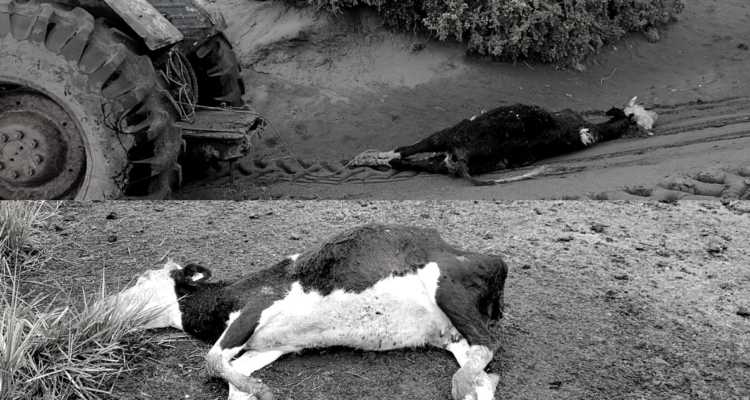 Investigan muertes de vacunos en Isla Santa María