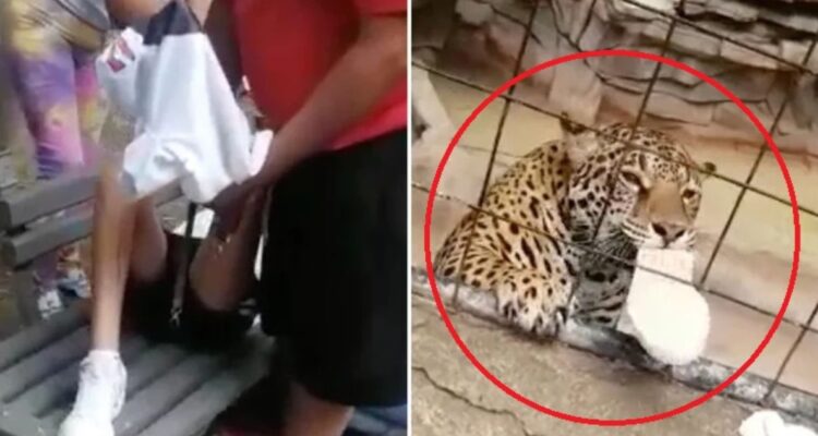 Jaguar muerde a niño en México