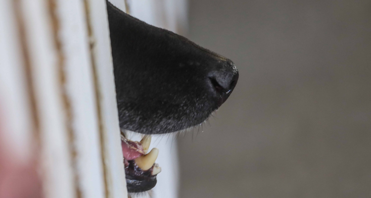 Jauría de perros mata ovejas de sector rural de Osorno: comunidad pide ayuda