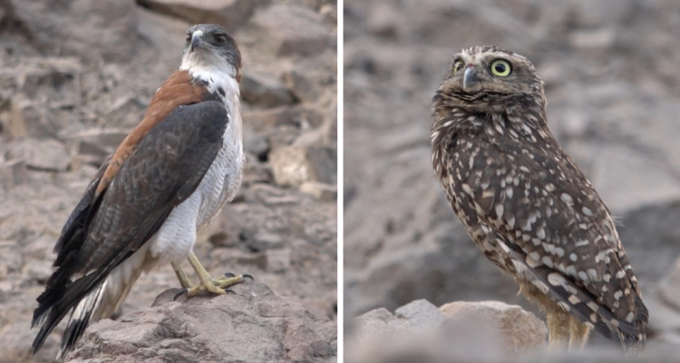 liberan dos aves en la chimba