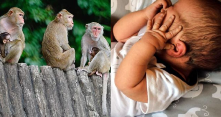Monos matan a bebé India