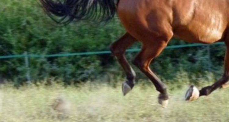 Muere adolescente que cayó de caballo en Los Ángeles