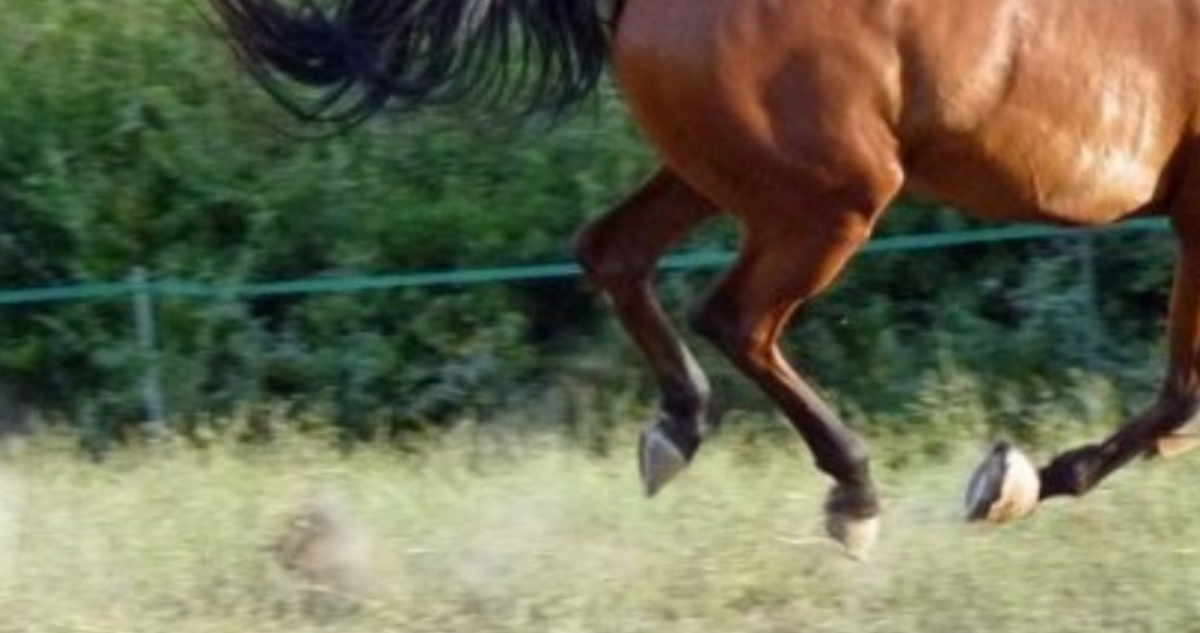 Muere adolescente que cayó de caballo en Los Ángeles