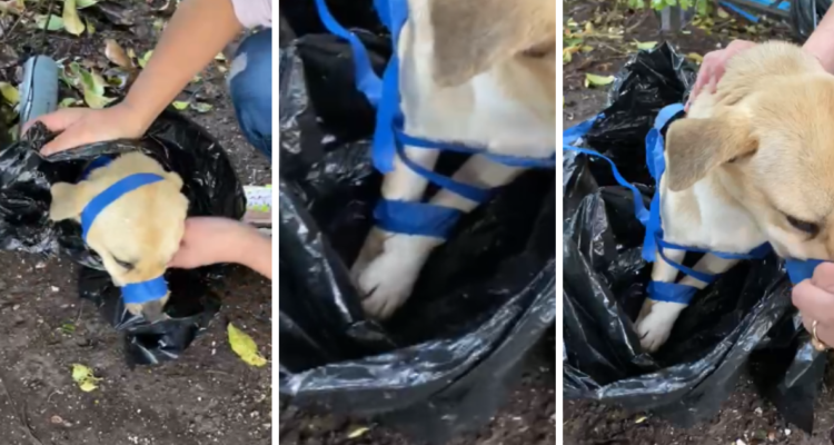 “¿Cómo le pudieron hacer esto?”: perro amarrado con cinta es hallado al interior de bolsa en Temuco