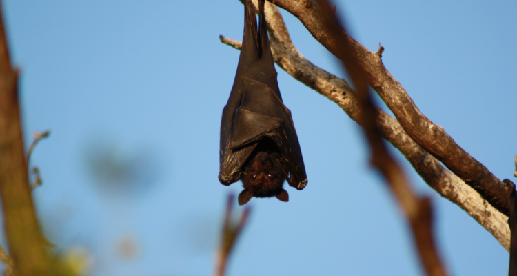 murcielagos-infectarse-covid