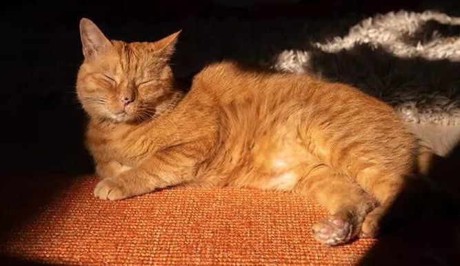 Murtaugh: el gato que inspiró 'Stray'