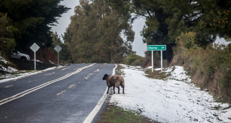 Mantienen Alerta Preventiva en Los Lagos: acumulación de nieve llegó a los 40 centímetros