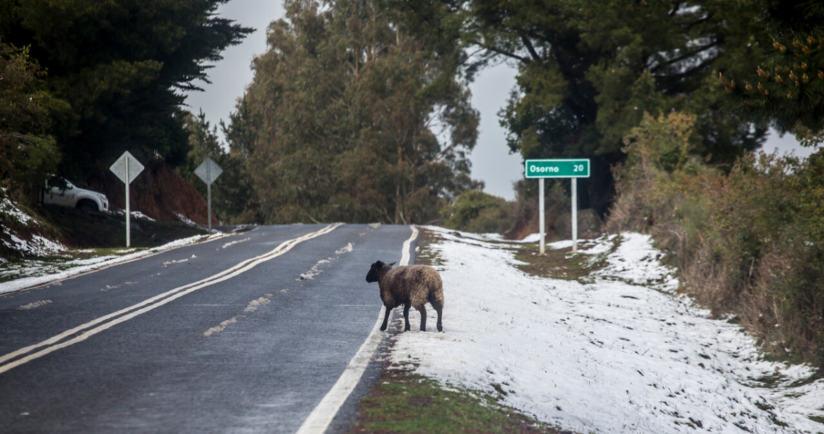Mantienen Alerta Preventiva en Los Lagos: acumulación de nieve llegó a los 40 centímetros