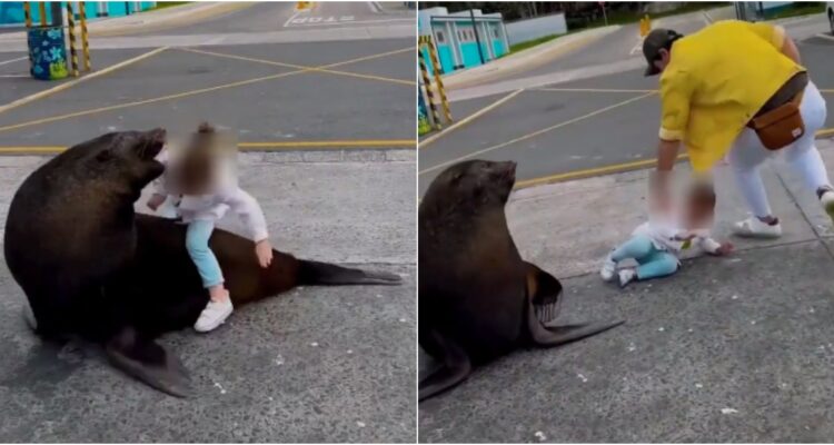 Lobo marino casi ataca a niña