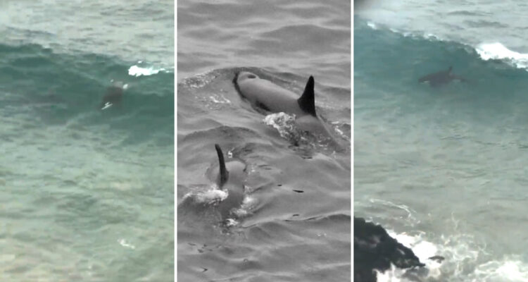 Orcas cazando en Reñaca
