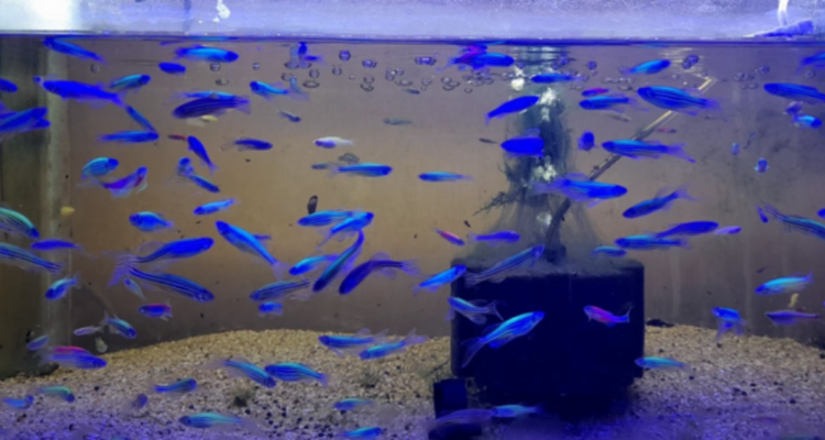 Peces geneticamente modificados