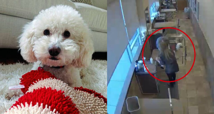 peluqueras mataron a perro