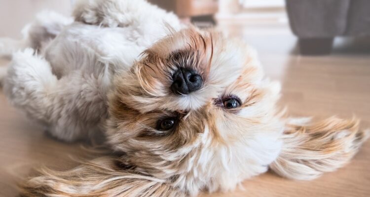 Ordenan tenecia compartida de perros tras roptura de pareja