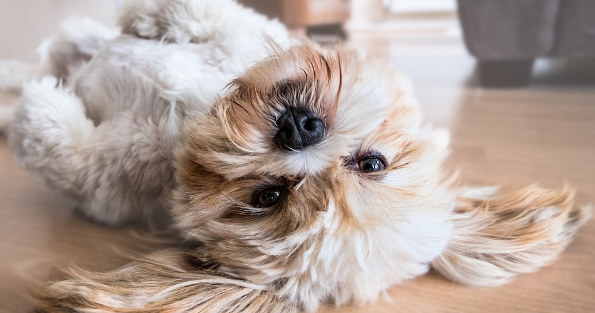 Ordenan tenecia compartida de perros tras roptura de pareja
