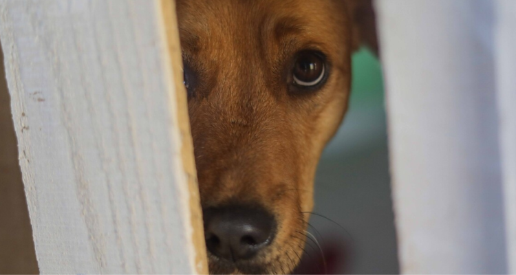 Piden abrir centro de esterilización en Padre Las Casas