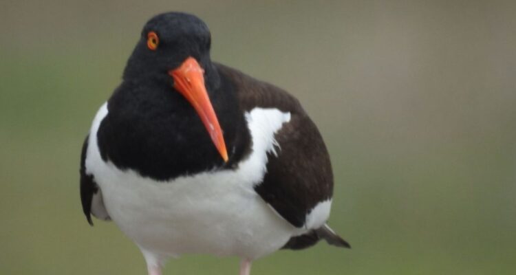 pilpilén río maipo