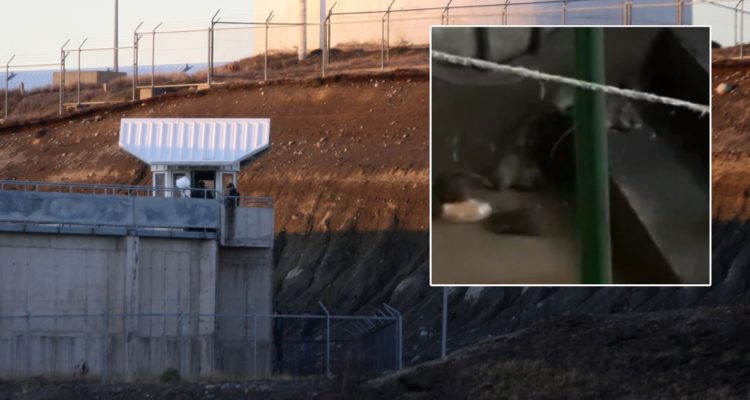 Plaga de ratones en cárcel de Punta Arenas