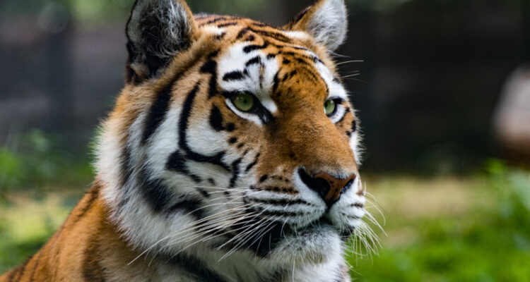 población de tigres