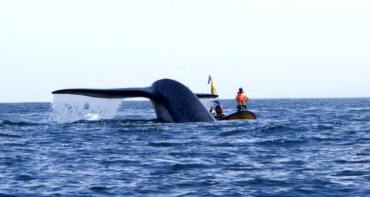 Ballenas azules en costa de Chonchi: Armada mantiene activa alerta de vigía para embarcaciones