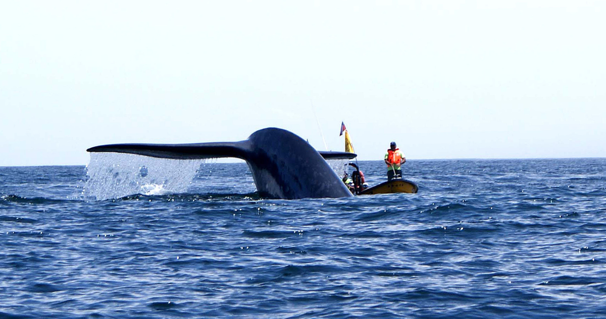 Ballenas azules en costa de Chonchi: Armada mantiene activa alerta de vigía para embarcaciones