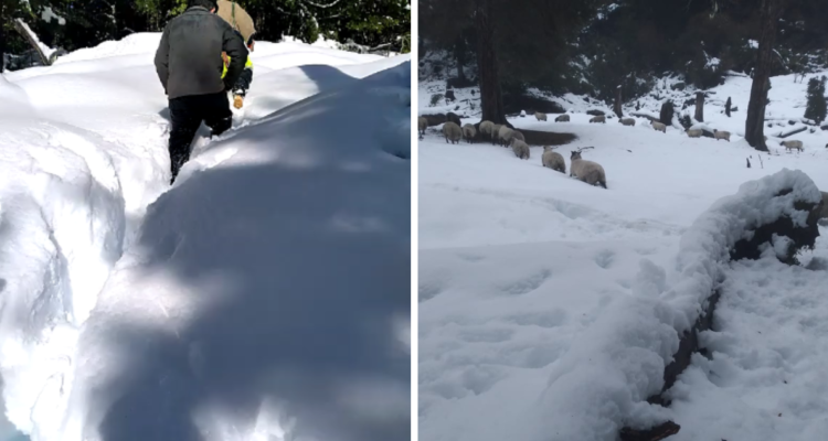Por intensas nevadas: habitantes de Cochamó quedan aislados y con falta de alimento para el ganado