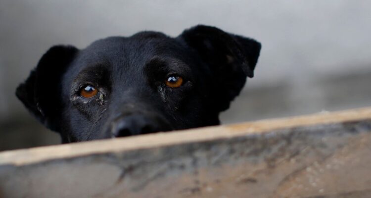 Proyecto de permiso laboral por muerte de mascotas