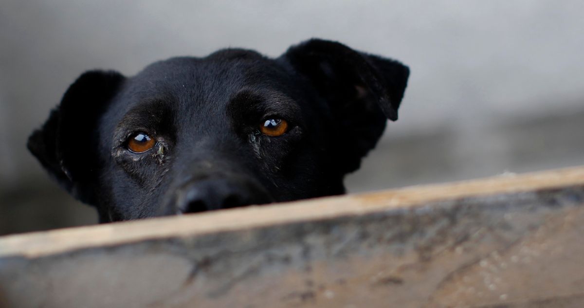 Proyecto de permiso laboral por muerte de mascotas