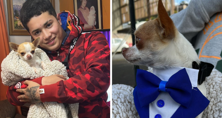 Recuperan a Bruno, perro robado por delincuentes en Tomé: dueño afirma que le sacaron los dientes