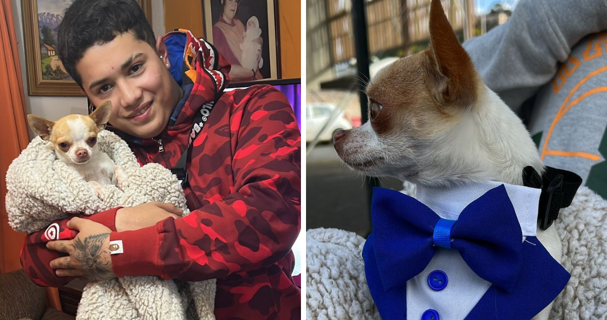 Recuperan a Bruno, perro robado por delincuentes en Tomé: dueño afirma que le sacaron los dientes