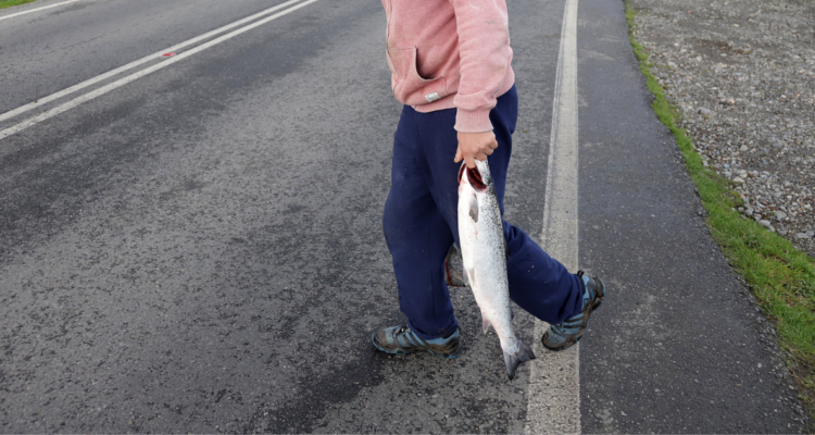 Roban más de $100 millones en salmones a conductor de camión en Calbuco: autores están prófugos