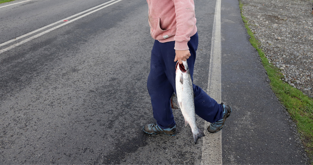 Roban más de $100 millones en salmones a conductor de camión en Calbuco: autores están prófugos