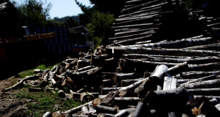 SII fiscalizar robo madera