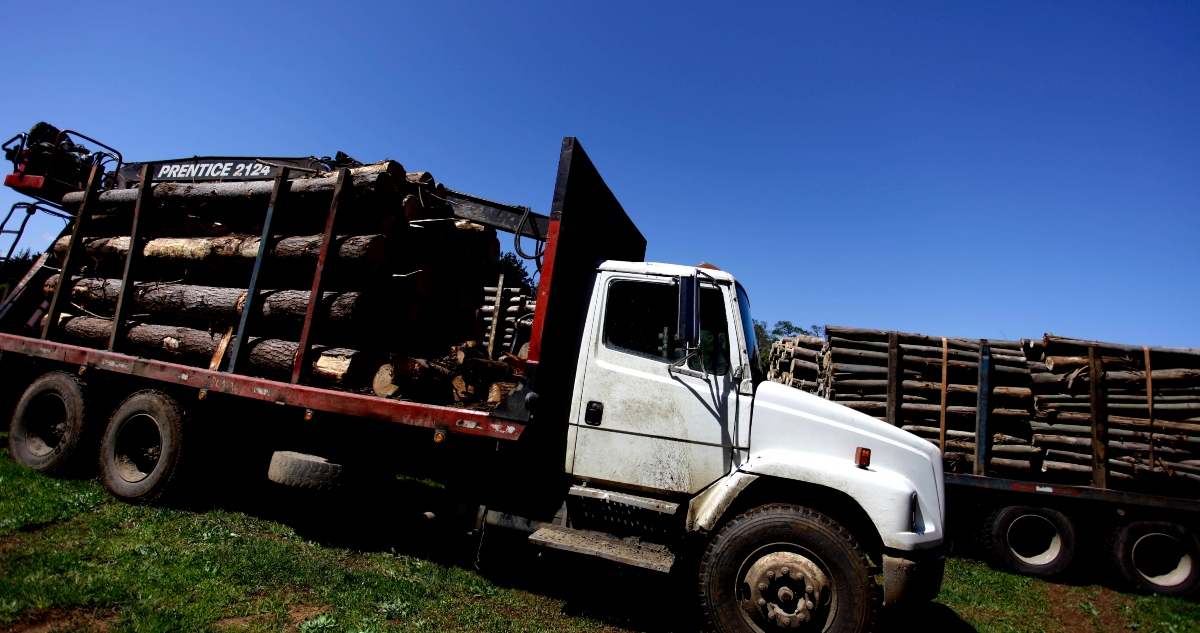 aprueban comisión investigadora por robo de madera