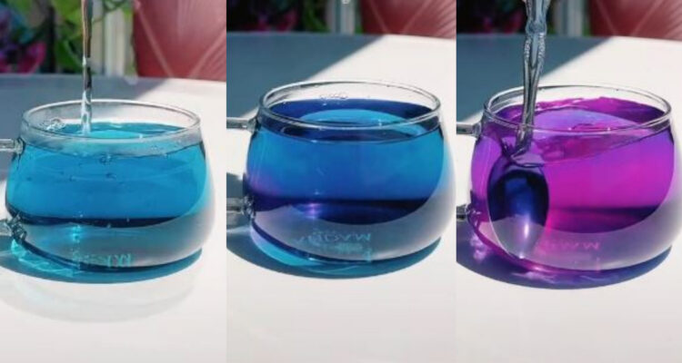 Una taza con el té de guisante mariposa en color azul, luego en un tono oscuro y finalmente en color morado.