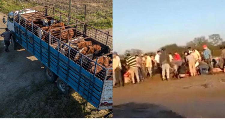 Vacas faenadas en carretera
