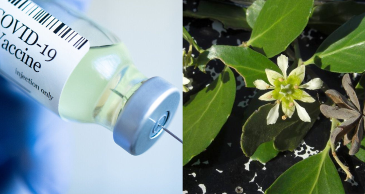 Vacuna en EEUU base de quillay