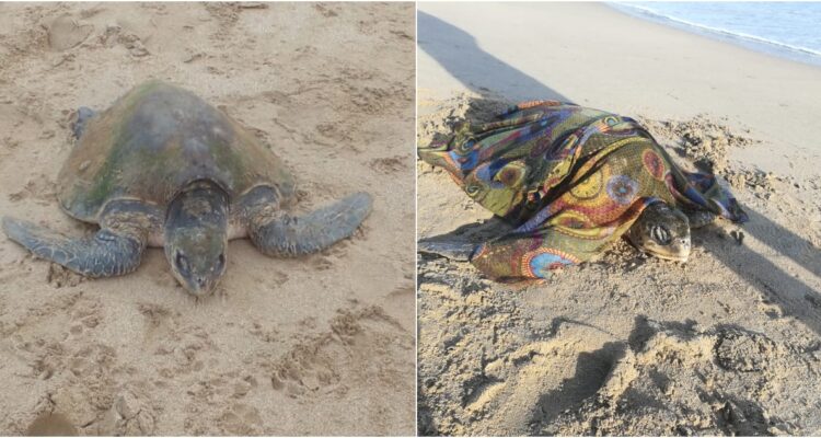 Varamiento de tortuga marina